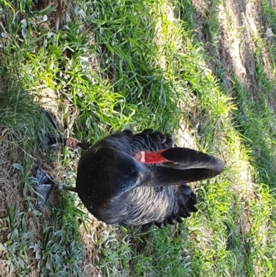 Cygnus atratus (Black Swan) at Lake Tuggeranong - 17 Apr 2020 by ChrisHolder