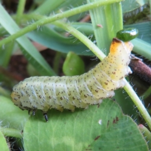 Lophyrotoma analis at Hawker, ACT - 14 Apr 2020 02:45 PM