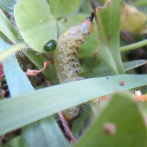 Lophyrotoma analis at Hawker, ACT - 14 Apr 2020 02:45 PM