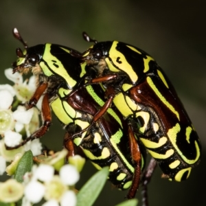 Eupoecila australasiae at West Belconnen Pond - 16 Jan 2015 12:32 PM