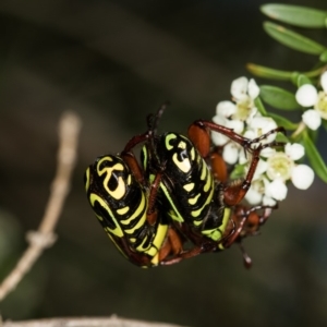 Eupoecila australasiae at West Belconnen Pond - 16 Jan 2015 12:32 PM