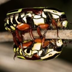 Eupoecila australasiae at West Belconnen Pond - 16 Jan 2015 12:32 PM