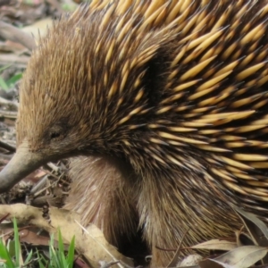 Tachyglossus aculeatus at Dunlop, ACT - 14 Apr 2020 02:48 PM