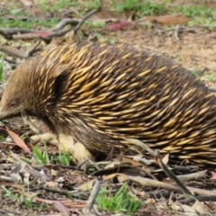 Tachyglossus aculeatus at Dunlop, ACT - 14 Apr 2020