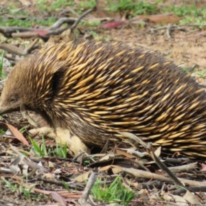 Tachyglossus aculeatus at Dunlop, ACT - 14 Apr 2020 02:48 PM