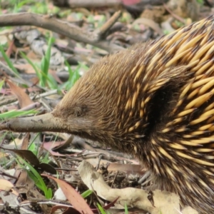 Tachyglossus aculeatus at Dunlop, ACT - 14 Apr 2020