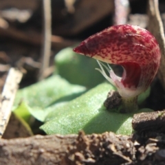 Corysanthes hispida (Bristly Helmet Orchid) at MTR591 at Gundaroo - 17 Apr 2020 by MaartjeSevenster