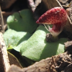 Corysanthes hispida at Gundaroo, NSW - 17 Apr 2020