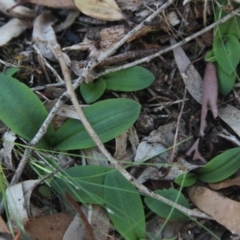 Chiloglottis trapeziformis (Diamond Ant Orchid) at Gundaroo, NSW - 17 Apr 2020 by MaartjeSevenster
