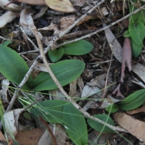 Chiloglottis trapeziformis at Gundaroo, NSW - suppressed