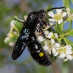 Laeviscolia frontalis (Two-spot hairy flower wasp) at Dunlop, ACT - 30 Jan 2013 by Bron