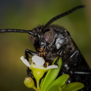 Laeviscolia frontalis at Dunlop, ACT - 30 Jan 2013