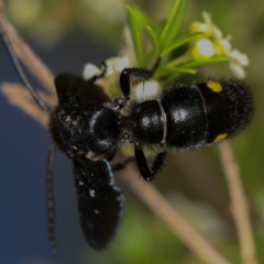 Laeviscolia frontalis at Dunlop, ACT - 30 Jan 2013