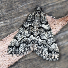 Lipogya exprimataria (Jagged Bark Moth) at O'Connor, ACT - 16 Apr 2020 by ibaird
