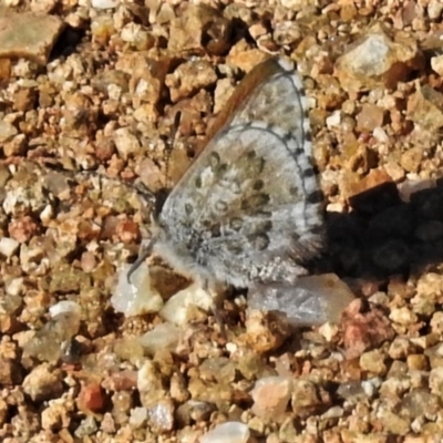 Lucia limbaria (Chequered Copper) at Molonglo Valley, ACT - 17 Apr 2020 by JohnBundock