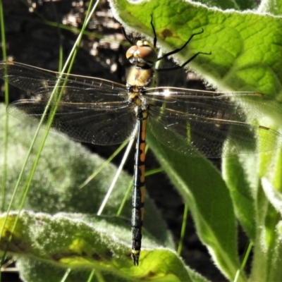 Hemicordulia tau (Tau Emerald) at Molonglo Valley, ACT - 17 Apr 2020 by JohnBundock