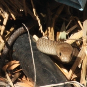 Pseudonaja textilis at Flynn, ACT - 22 Mar 2020 03:10 PM