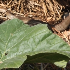 Pseudonaja textilis at Flynn, ACT - 22 Mar 2020 03:10 PM