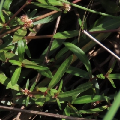 Alternanthera denticulata (Lesser Joyweed) at Budjan Galindji (Franklin Grassland) Reserve - 13 Mar 2020 by AndrewZelnik