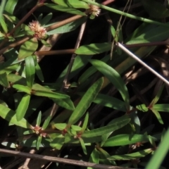 Alternanthera denticulata (Lesser Joyweed) at Franklin Grassland Reserve - 13 Mar 2020 by AndrewZelnik