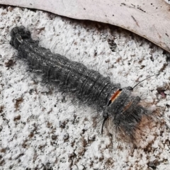 Lasiocampidae (family) (Snout moth) at Wanniassa, ACT - 17 Apr 2020 by Stellabella