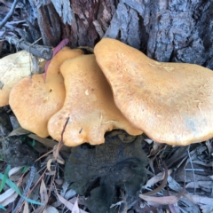 Gymnopilus junonius (Spectacular Rustgill) at Dunlop, ACT - 16 Apr 2020 by Jar