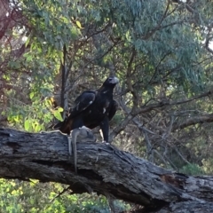 Aquila audax (Wedge-tailed Eagle) at Isaacs Ridge - 17 Apr 2020 by Mike
