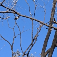 Daphoenositta chrysoptera (Varied Sittella) at Flynn, ACT - 17 Apr 2020 by MattM