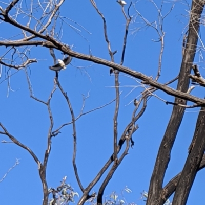 Daphoenositta chrysoptera (Varied Sittella) at Flynn, ACT - 16 Apr 2020 by MattM