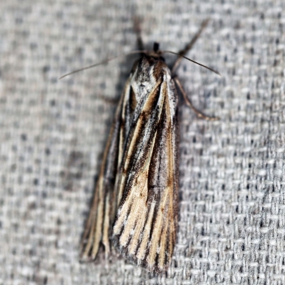 Ciampa arietaria (Brown Pasture Looper Moth) at O'Connor, ACT - 16 Apr 2020 by ibaird