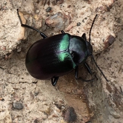 Chalcopteroides columbinus (Rainbow darkling beetle) at Lower Boro, NSW - 13 Apr 2020 by mcleana