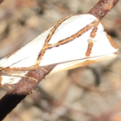 Thalaina clara (Clara's Satin Moth) at Lower Boro, NSW - 14 Apr 2020 by mcleana