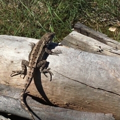 Amphibolurus muricatus (Jacky Lizard) at Lower Boro, NSW - 11 Apr 2020 by mcleana