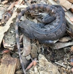 Amphibolurus muricatus at Lower Boro, NSW - 11 Apr 2020
