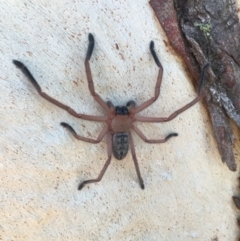 Delena cancerides (Social huntsman spider) at Lower Boro, NSW - 12 Apr 2020 by mcleana