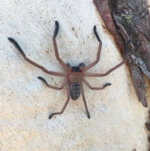 Delena cancerides at Lower Boro, NSW - 12 Apr 2020 02:31 PM