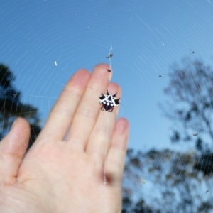 Austracantha minax at Deakin, ACT - 17 Apr 2020