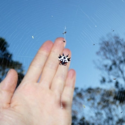 Austracantha minax (Christmas Spider, Jewel Spider) at Red Hill Nature Reserve - 17 Apr 2020 by Ct1000