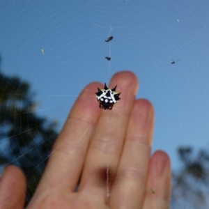 Austracantha minax at Deakin, ACT - 17 Apr 2020