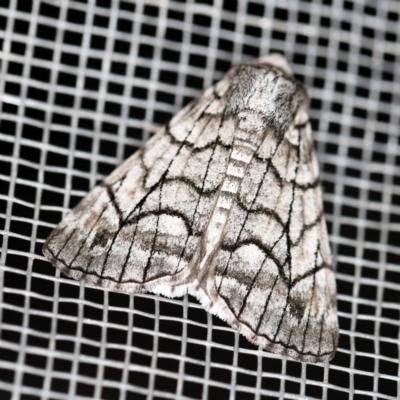 Stibaroma undescribed species (A Line-moth) at O'Connor, ACT - 16 Apr 2020 by ibaird