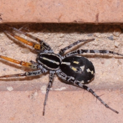 Nyssus coloripes (Spotted Ground Swift Spider) at Evatt, ACT - 30 Oct 2015 by TimL