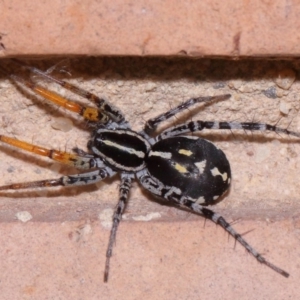 Nyssus coloripes at Evatt, ACT - 30 Oct 2015