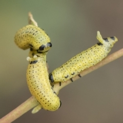 Paropsisterna fastidiosa (Eucalyptus leaf beetle) at Michelago, NSW - 29 Mar 2020 by Illilanga