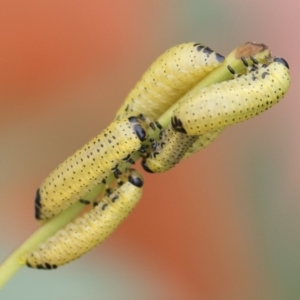Paropsisterna fastidiosa at Michelago, NSW - 30 Mar 2020