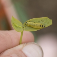 Paropsisterna fastidiosa at Michelago, NSW - 30 Mar 2020