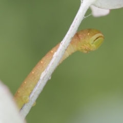 Melanodes anthracitaria at Michelago, NSW - 30 Mar 2020