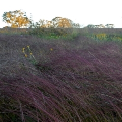 Tripogonella loliiformis (Five Minute Grass, Rye Beetle-Grass) at Googong, NSW - 17 Apr 2020 by Wandiyali