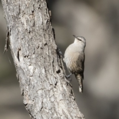 Climacteris picumnus (Brown Treecreeper) at Strike-a-Light TSR - 6 Apr 2020 by Illilanga