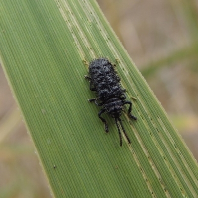 Hispellinus multispinosus (Spiny leaf beetle) at Bullen Range - 15 Jan 2020 by michaelb