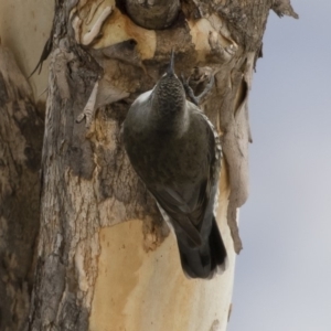 Cormobates leucophaea at Michelago, NSW - 24 Jun 2019